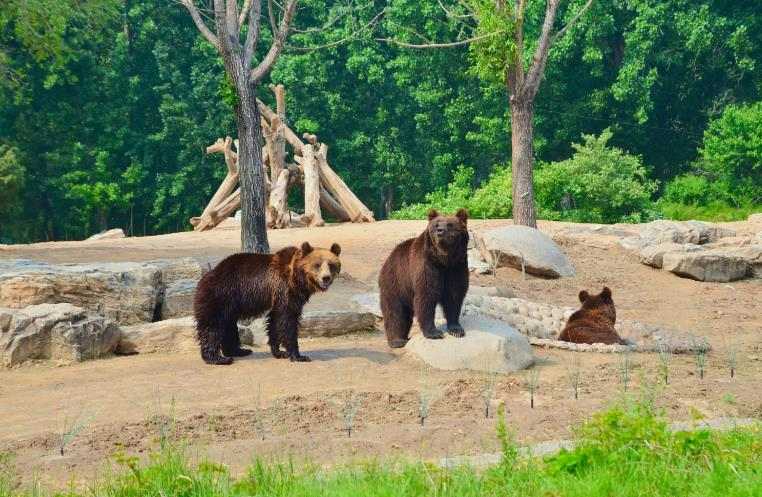 野生動(dòng)物園污水處理方法|方案|工藝流程 野生動(dòng)物園污水處理方法|方案|工藝流程