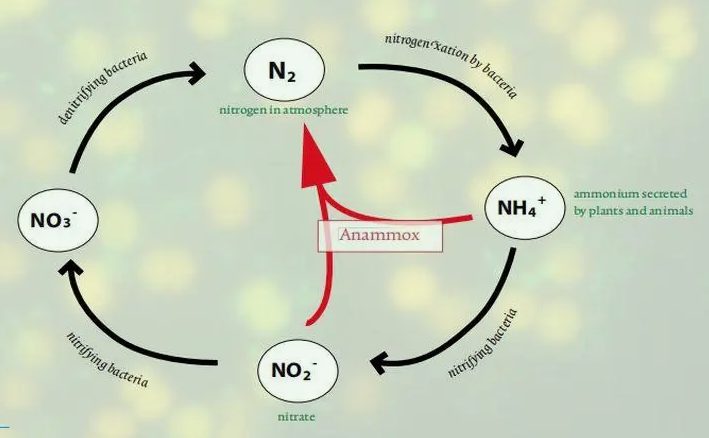 厭氧氨氧化反應原理(厭氧氨氧化是什么意思) 厭氧氨氧化反應原理(厭氧氨氧化是什么意思)