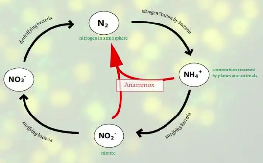 氨氧化細菌有什么作用(氨化細菌作用是什么) 氨氧化細菌有什么作用(氨化細菌作用是什么)