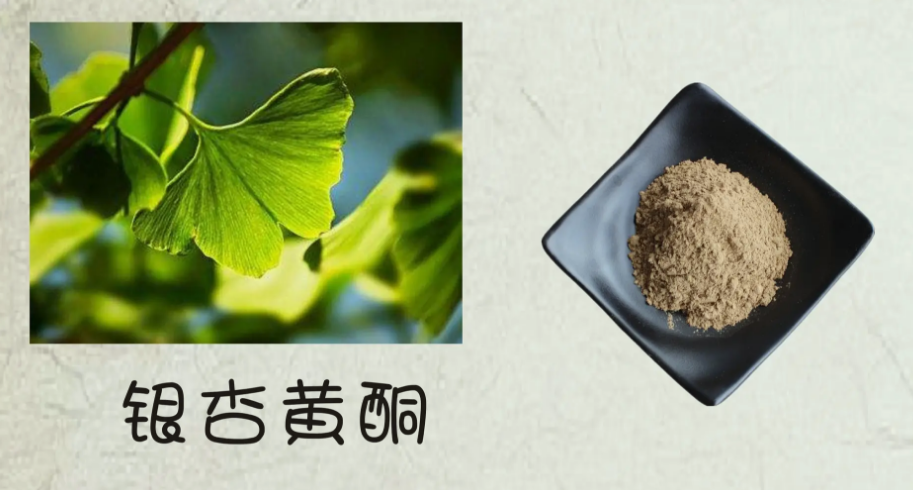 銀杏黃酮的作用與功效是什么(銀杏黃酮有什么好處) 銀杏黃酮的作用與功效是什么(銀杏黃酮有什么好處)