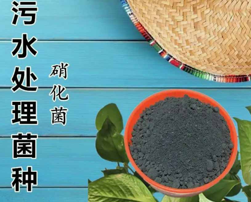 污水處理微生物菌種的作用(微生物菌種) 污水處理微生物菌種的作用(微生物菌種)