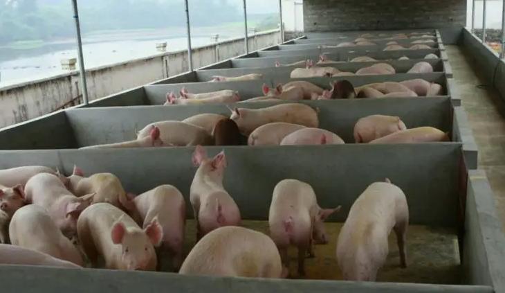 養(yǎng)豬場污水處理方法有幾種(現(xiàn)在養(yǎng)豬場污水處理流程) 養(yǎng)豬場污水處理方法有幾種(現(xiàn)在養(yǎng)豬場污水處理流程)