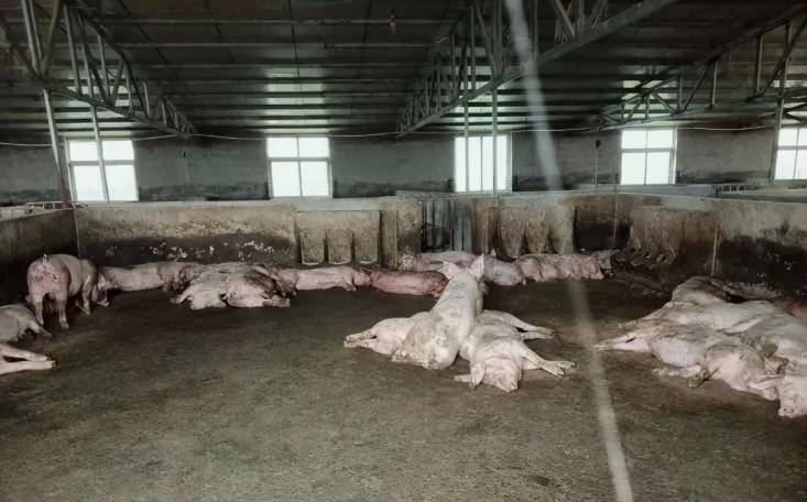 養豬場廢水處理設備有哪些(養豬場污水處理廠家分享) 養豬場廢水處理設備有哪些(養豬場污水處理廠家分享)